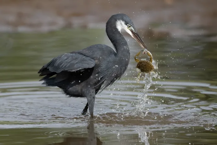 Framed Print : Western reef egret ( Egretta gularis) battling with a crab for a dead fish, Allahein river, The Gambia Framed Print : Western reef egret ( Egretta gularis) battling with a crab for a dead fish, Allahein river, The Gambia