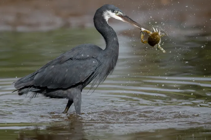 Framed Print : Western reef egret ( Egretta gularis) battling with a crab for a dead fish, Allahein river, The Gambia Framed Print : Western reef egret ( Egretta gularis) battling with a crab for a dead fish, Allahein river, The Gambia
