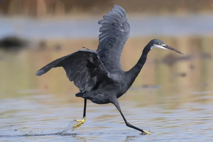 Framed Print : Western reef egret (Egretta gularis) running through shallow water with wings open, chasing small fish, Kotu creek, The Gambia Framed Print : Western reef egret (Egretta gularis) running through shallow water with wings open, chasing small fish, Kotu creek, The Gambia