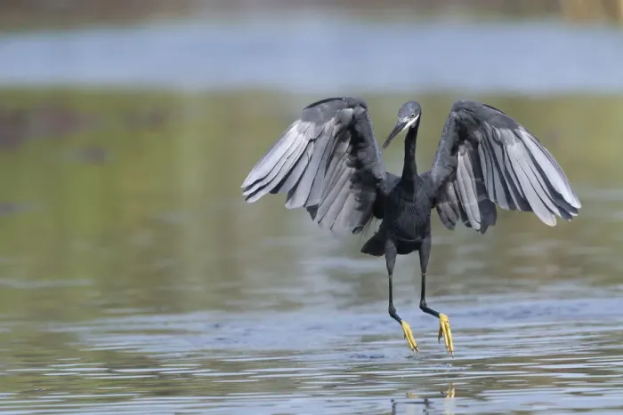 Framed Print : Western reef egret (Egretta gularis) running through shallow water with wings open, chasing small fish, Kotu creek, The Gambia Framed Print : Western reef egret (Egretta gularis) running through shallow water with wings open, chasing small fish, Kotu creek, The Gambia