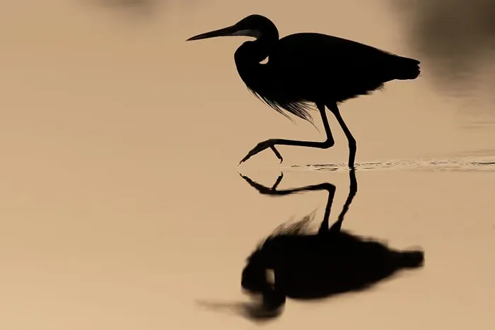 Framed Print : Western reef egret (Egretta gularis) wading in river at sunrise, Allahein River, The Gambia Framed Print : Western reef egret (Egretta gularis) wading in river at sunrise, Allahein River, The Gambia