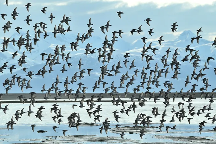 Framed Print : Western sandpipers (Calidris mauri) flock in flight on migration to Arctic breeding grounds, Eagle Flats, with the Chilkat Mountains beyond, nr Juneau, Alaska, USA. May Framed Print : Western sandpipers (Calidris mauri) flock in flight on migration to Arctic breeding grounds, Eagle Flats, with the Chilkat Mountains beyond, nr Juneau, Alaska, USA. May