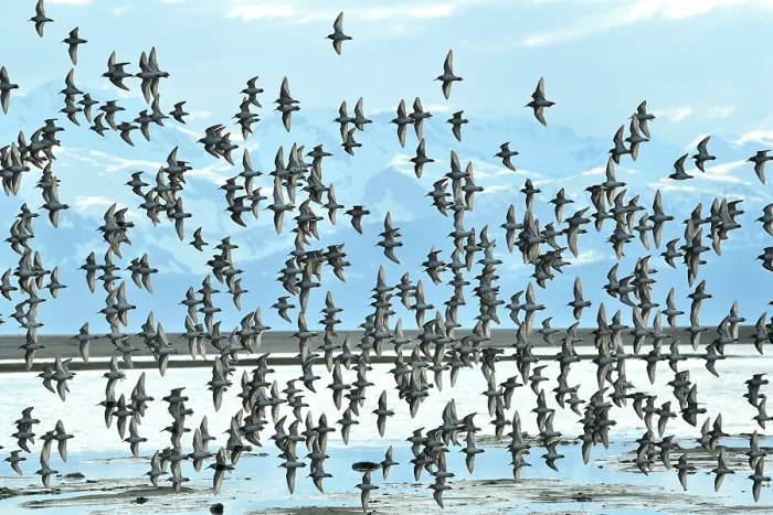 Framed Print : Western sandpipers (Calidris mauri) flock in flight on migration to Arctic breeding grounds, Eagle Flats, with the Chilkat Mountains beyond, nr Juneau, Alaska, USA. May Framed Print : Western sandpipers (Calidris mauri) flock in flight on migration to Arctic breeding grounds, Eagle Flats, with the Chilkat Mountains beyond, nr Juneau, Alaska, USA. May
