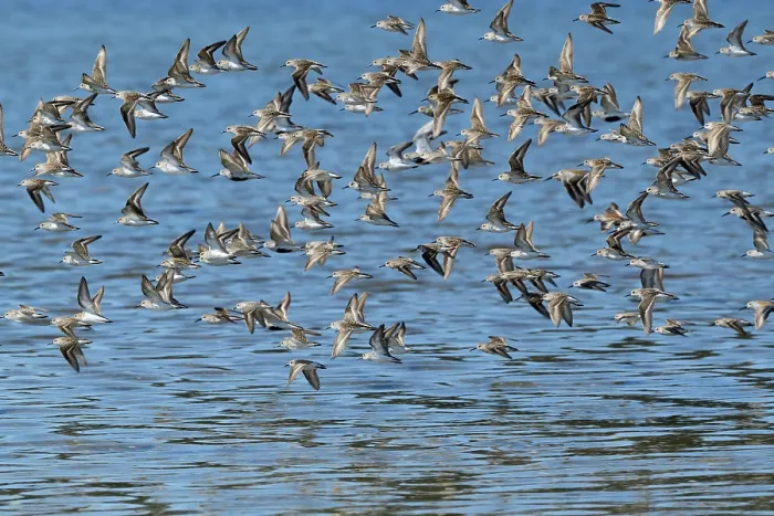 Framed Print : Western sandpipers (Calidris mauri) flock in flight on migration to Arctic breeding grounds, Lynn Canal, nr Juneau, Alaska, USA. May Framed Print : Western sandpipers (Calidris mauri) flock in flight on migration to Arctic breeding grounds, Lynn Canal, nr Juneau, Alaska, USA. May