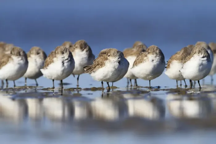 Framed Print : Western sandpipers (Calidris mauri) roosting on barrier island tidal flats. Terrebonne Parish Framed Print : Western sandpipers (Calidris mauri) roosting on barrier island tidal flats. Terrebonne Parish