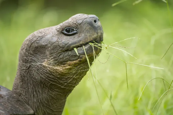 Framed Print : Western Santa Cruz giant tortoise (Chelonoidis porteri) feeding on grass, El Chato II Framed Print : Western Santa Cruz giant tortoise (Chelonoidis porteri) feeding on grass, El Chato II
