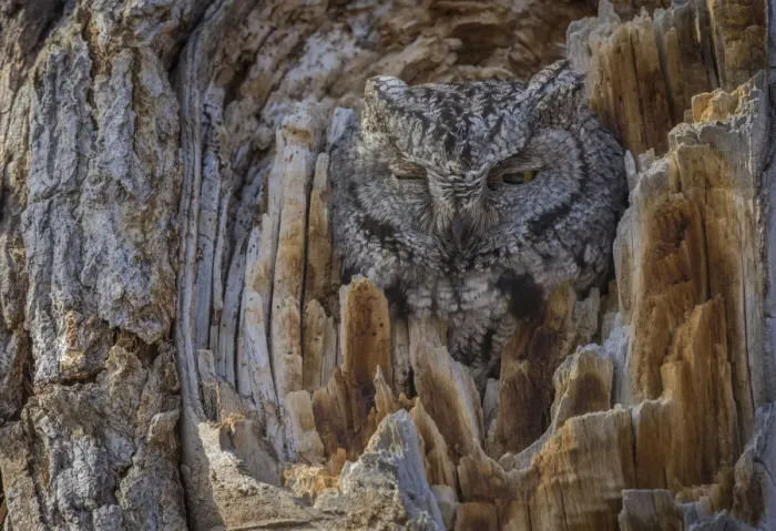 Framed Print : Western screech owl (Megascops kennicottii) is camouflaged as it looks from a tree cavity