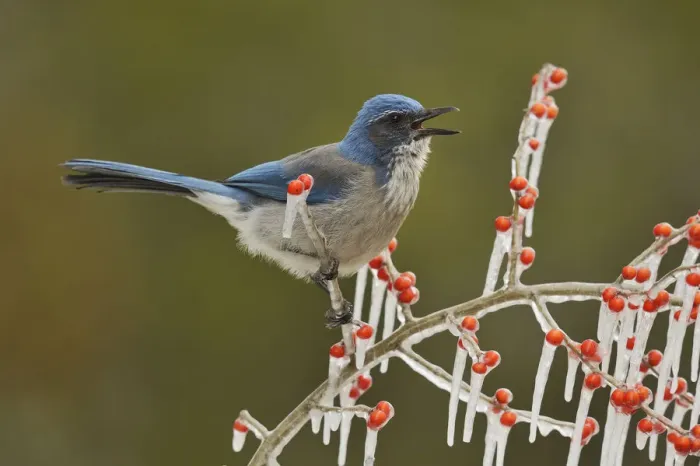 Framed Print : Western Scrub-Jay (Aphelocoma californica), adult calling on icy branch of Possum Haw Holly Framed Print : Western Scrub-Jay (Aphelocoma californica), adult calling on icy branch of Possum Haw Holly