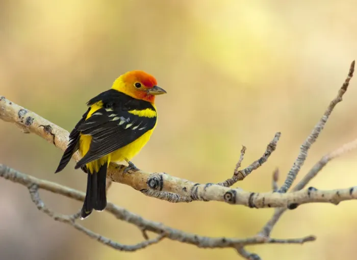 Framed Print : Western tanager (Piranga ludoviciana), male perched on aspen branch in spring, Mono Lake Basin Framed Print : Western tanager (Piranga ludoviciana), male perched on aspen branch in spring, Mono Lake Basin