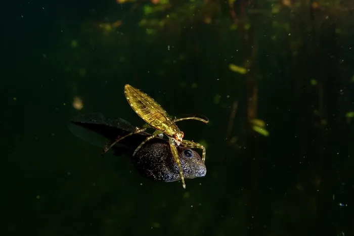 Framed Print : Western toad (Anaxyrus boreas) tadpole being attacked by a water bug in a lake, Vancouver Island, British Columbia, Canada Framed Print : Western toad (Anaxyrus boreas) tadpole being attacked by a water bug in a lake, Vancouver Island, British Columbia, Canada