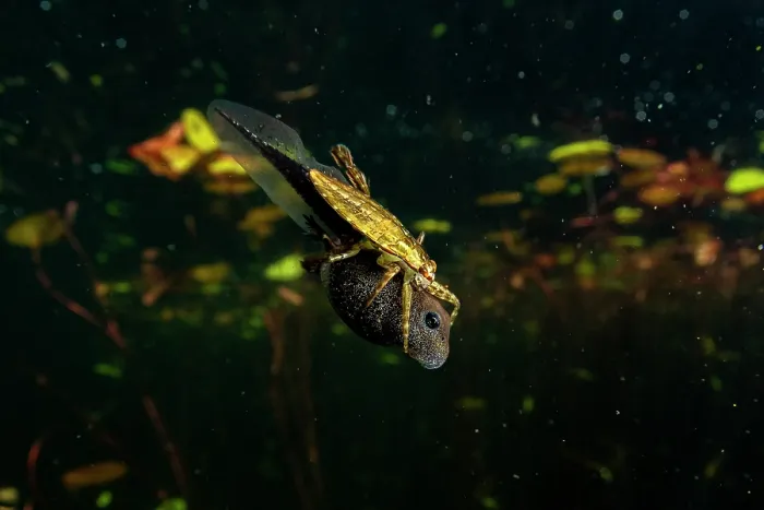 Framed Print : Western toad (Anaxyrus boreas) tadpole being attacked by a water bug in a lake, Vancouver Island, British Columbia, Canada Framed Print : Western toad (Anaxyrus boreas) tadpole being attacked by a water bug in a lake, Vancouver Island, British Columbia, Canada