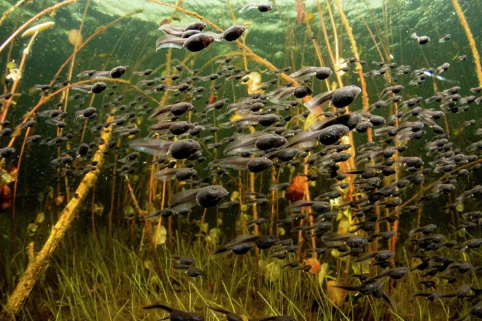 Framed Print : Western toad (Anaxyrus boreas) tadpoles moving from the safe, deep part of the lake to the shallows to feed on algae, Vancouver Island, British Columbia, Canada Framed Print : Western toad (Anaxyrus boreas) tadpoles moving from the safe, deep part of the lake to the shallows to feed on algae, Vancouver Island, British Columbia, Canada
