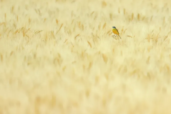 Framed Print : Western yellow wagtail (Motacilla flava) perched in a wheat field, singing, Arcos de la Frontera, Andalusia, southern Spain. May Framed Print : Western yellow wagtail (Motacilla flava) perched in a wheat field, singing, Arcos de la Frontera, Andalusia, southern Spain. May