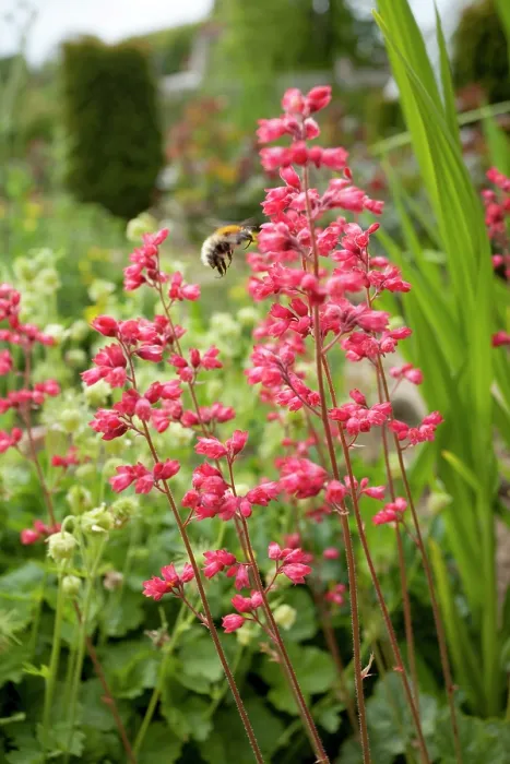 Framed Print : Weston pink coral bells (Heuchera x bryzoides Weston Pink') in flower, La Seigneurie Gardens, Sark, Channel Islands. June Framed Print : Weston pink coral bells (Heuchera x bryzoides Weston Pink') in flower, La Seigneurie Gardens, Sark, Channel Islands. June