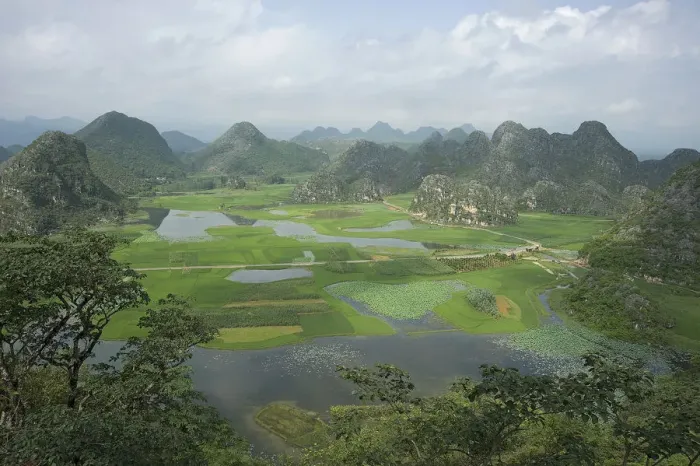 Framed Print : Wetland with areas of rice and Sacred lotus (Nelumbo nucifera) surrounded by peaks