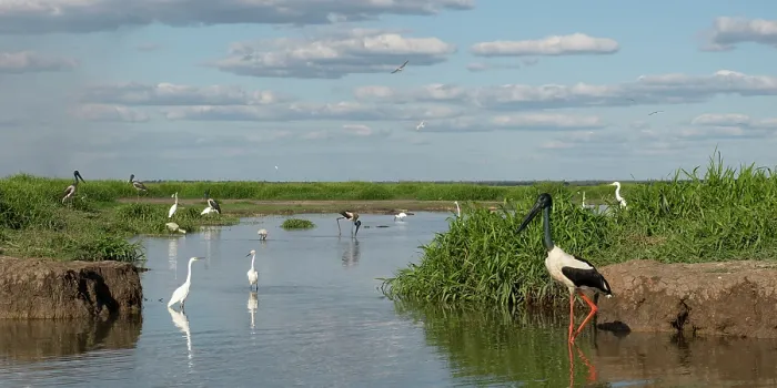 Framed Print : Wetland scene from Corroboree Billabong, with a Black-necked stork (Ephippiorhynchus asiaticus) male, in foreground, Northern Territory, Australia. August