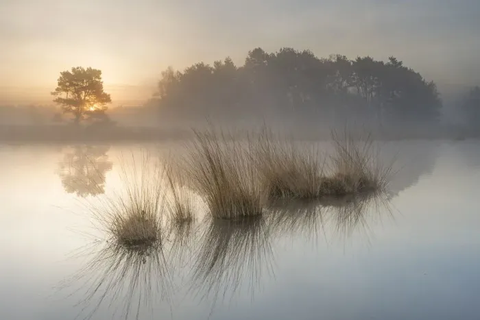 Framed Print : Wetland at sunrise, Klein Schietveld, Brasschaat, Belgium Framed Print : Wetland at sunrise, Klein Schietveld, Brasschaat, Belgium