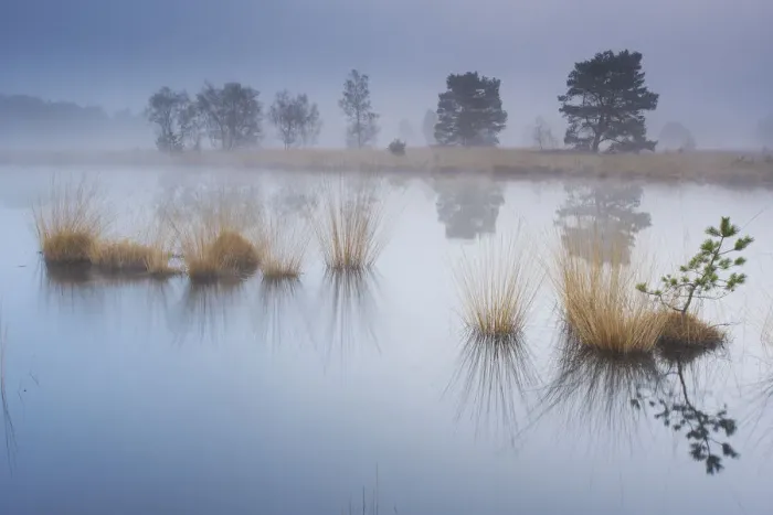 Framed Print : Wetland at sunrise, Klein Schietveld, Brasschaat, Belgium Framed Print : Wetland at sunrise, Klein Schietveld, Brasschaat, Belgium