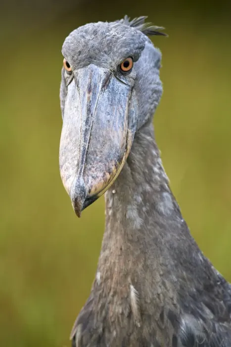 Framed Print : Whale headed / Shoebill (Balaeniceps rex) portrait. Swamps of Mabamba, Lake Victoria, Uganda Framed Print : Whale headed / Shoebill (Balaeniceps rex) portrait. Swamps of Mabamba, Lake Victoria, Uganda
