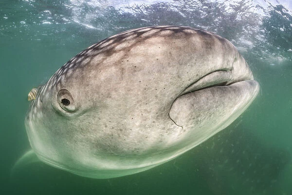 Whale shark (Rhincodon typus) close to the camera with a golden trevally fish (Gnathanodon