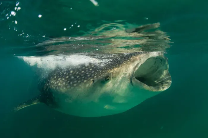Framed Print : Whale Shark (Rhincodon typus), eating krill and plankton at the surface. Gulf of Mexico Framed Print : Whale Shark (Rhincodon typus), eating krill and plankton at the surface. Gulf of Mexico