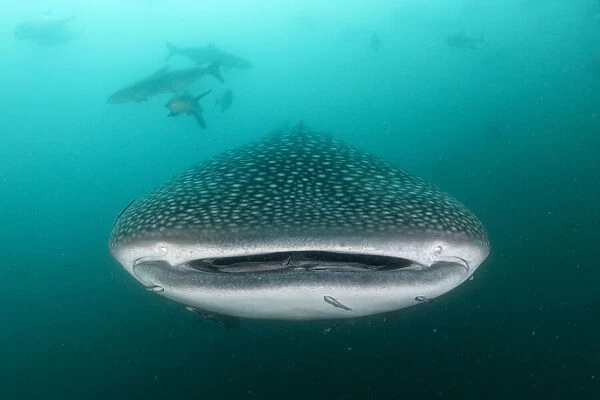 Whale shark (Rhincodon typus), an endangered species, feeding on zooplankton in nutrient-rich murky water, being followed by a school of Cobia (Rachycentron canadum), Adang-Rawi Archipelago, Satun, Andaman Sea, Thailand