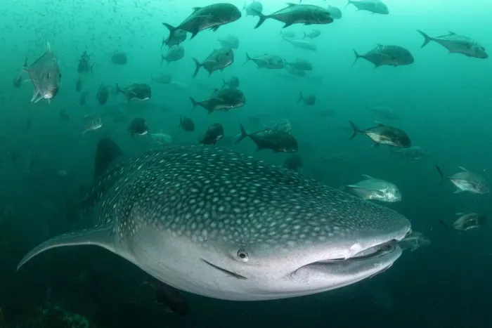 Framed Print : Whale shark (Rhincodon typus), an endangered species, feeding on zooplankton in nutrient-rich murky water, being followed by a school of Cobia (Rachycentron canadum), Adang-Rawi Archipelago, Satun, Andaman Sea, Thailand Framed Print : Whale shark (Rhincodon typus), an endangered species, feeding on zooplankton in nutrient-rich murky water, being followed by a school of Cobia (Rachycentron canadum), Adang-Rawi Archipelago, Satun, Andaman Sea, Thailand