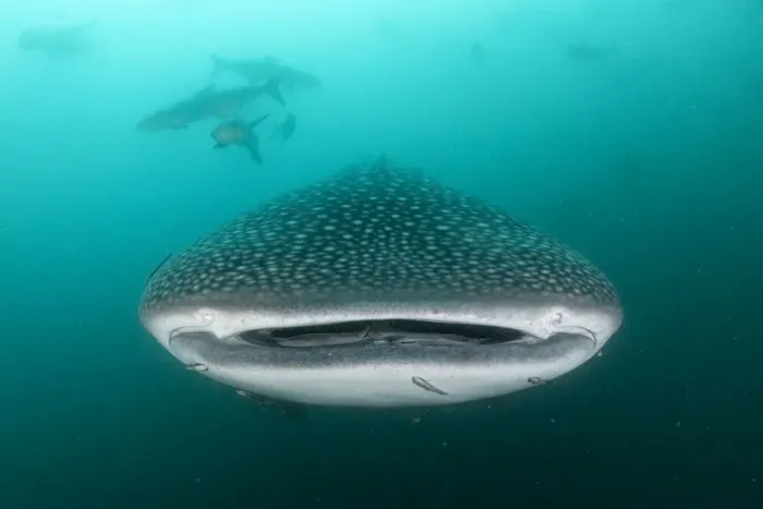 Framed Print : Whale shark (Rhincodon typus), an endangered species, feeding on zooplankton in nutrient-rich murky water, being followed by a school of Cobia (Rachycentron canadum), Adang-Rawi Archipelago, Satun, Andaman Sea, Thailand Framed Print : Whale shark (Rhincodon typus), an endangered species, feeding on zooplankton in nutrient-rich murky water, being followed by a school of Cobia (Rachycentron canadum), Adang-Rawi Archipelago, Satun, Andaman Sea, Thailand