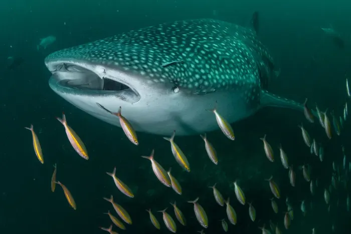 Framed Print : Whale shark (Rhincodon typus), an endangered species, swimming through a school of Goldband fusiliier (Pterocaesio chrysozona) whilst feeding on zooplankton in nutrient-rich murky water, Adang-Rawi Archipelago, Andaman Sea, Satun, Thailand Framed Print : Whale shark (Rhincodon typus), an endangered species, swimming through a school of Goldband fusiliier (Pterocaesio chrysozona) whilst feeding on zooplankton in nutrient-rich murky water, Adang-Rawi Archipelago, Andaman Sea, Satun, Thailand