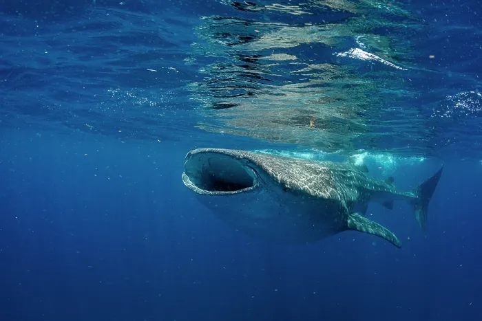 Framed Print : Whale shark (Rhincodon typus) feeding on fish eggs at the water surface, Isla Mujeres, Quintana Roo, Yucatan Peninsula, Mexico, Caribbean Sea. Endangered Framed Print : Whale shark (Rhincodon typus) feeding on fish eggs at the water surface, Isla Mujeres, Quintana Roo, Yucatan Peninsula, Mexico, Caribbean Sea. Endangered