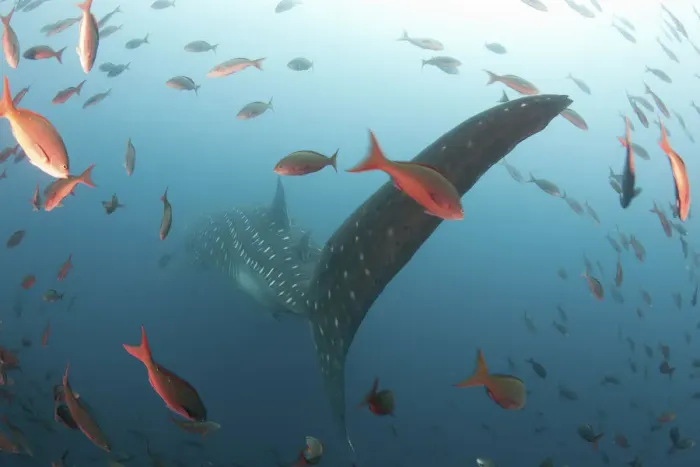 Framed Print : Whale shark (Rhincodon typus) Galapagos Islands. Darwin Island and Arch, Galapagos Framed Print : Whale shark (Rhincodon typus) Galapagos Islands. Darwin Island and Arch, Galapagos