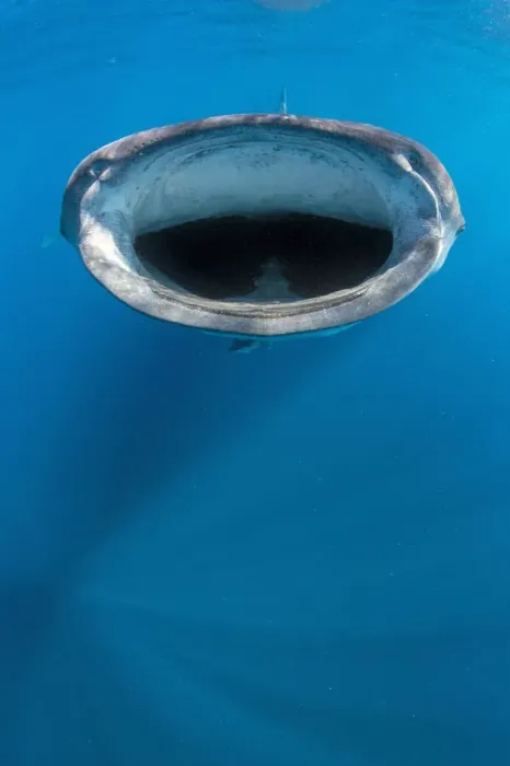 Framed Print : Whale shark (Rhincodon typus) mouth open feeding at the surface, Isla Mujeres Framed Print : Whale shark (Rhincodon typus) mouth open feeding at the surface, Isla Mujeres