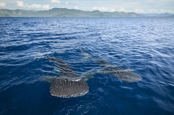 Whale shark (Rhincodon typus) near surface, viewed from above, Cenderawasih Bay, West Papua