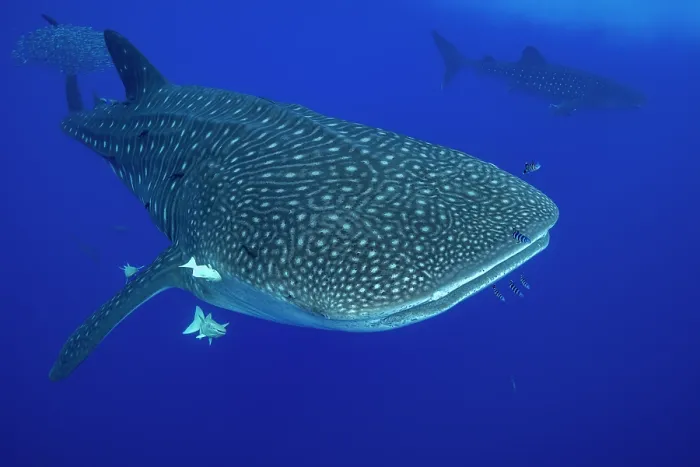 Framed Print : Whale shark (Rhincodon typus) portrait, Santa Maria, Azores, Atlantic Ocean. Endangered Framed Print : Whale shark (Rhincodon typus) portrait, Santa Maria, Azores, Atlantic Ocean. Endangered