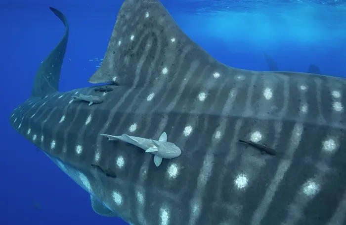 Framed Print : Whale shark (Rhincodon typus) with Remoras (Remora sp.) hitchhiking on the flank, Santa Maria, Azores, Atlantic Ocean. Endangered Framed Print : Whale shark (Rhincodon typus) with Remoras (Remora sp.) hitchhiking on the flank, Santa Maria, Azores, Atlantic Ocean. Endangered