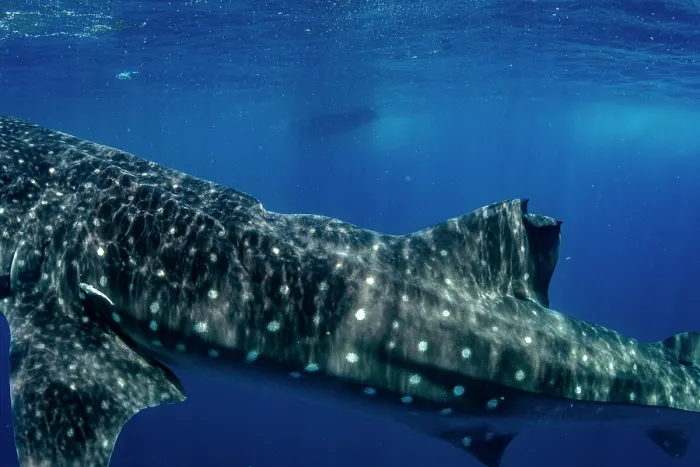 Framed Print : Whale shark (Rhincodon typus) with scars from a boat propeller, Isla Mujeres, Quintana Roo, Yucatan Peninsula, Mexico. Caribbean Sea. Endangered