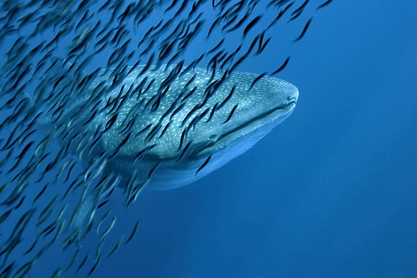 Whale shark (Rhincodon typus) with shoal of anchovies staying near to avoid predation