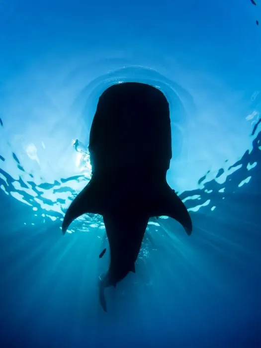 Framed Print : Whale shark (Rhincodon typus) silhouette, feeding on floating fish eggs (not visible) Framed Print : Whale shark (Rhincodon typus) silhouette, feeding on floating fish eggs (not visible)