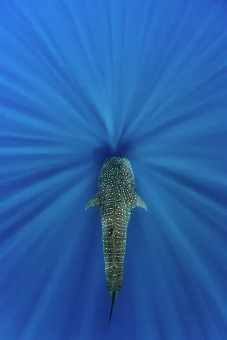 Framed Print : Whale shark (Rhincodon typus) swimming through sun beams. This individual was following blue whales around to feed on their faeces. Indian Ocean, off Sri Lanka Framed Print : Whale shark (Rhincodon typus) swimming through sun beams. This individual was following blue whales around to feed on their faeces. Indian Ocean, off Sri Lanka