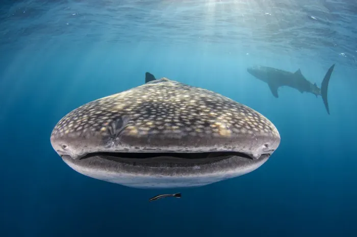 Framed Print : Whale shark (Rhincodon typus) front view portrait, Cenderawasih Bay, West Papua. Indonesia Framed Print : Whale shark (Rhincodon typus) front view portrait, Cenderawasih Bay, West Papua. Indonesia