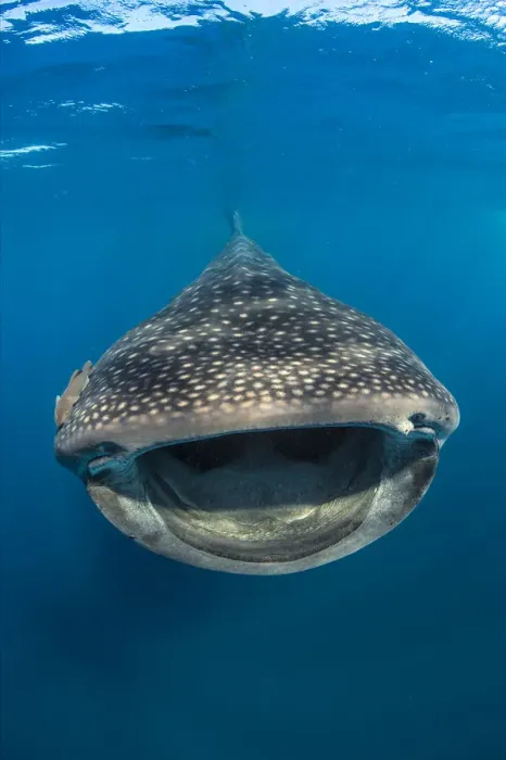 Framed Print : Whaleshark (Rhincodon typus) swimming and filtering fish eggs from the water Framed Print : Whaleshark (Rhincodon typus) swimming and filtering fish eggs from the water
