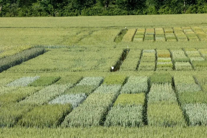 Framed Print : Wheat crop trial at INRAE RENNES (National Research Institute for Agriculture, Food and the Environment) in Le Rheu, different varieties with control plots, Ille et Vilaine Framed Print : Wheat crop trial at INRAE RENNES (National Research Institute for Agriculture, Food and the Environment) in Le Rheu, different varieties with control plots, Ille et Vilaine