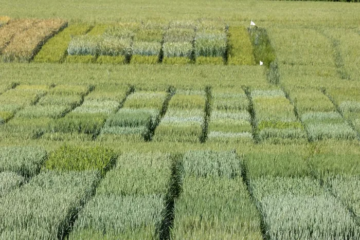 Framed Print : Wheat crop trial at INRAE RENNES (National Research Institute for Agriculture, Food and the Environment) in Le Rheu, different varieties with control plots, Ille et Vilaine Framed Print : Wheat crop trial at INRAE RENNES (National Research Institute for Agriculture, Food and the Environment) in Le Rheu, different varieties with control plots, Ille et Vilaine