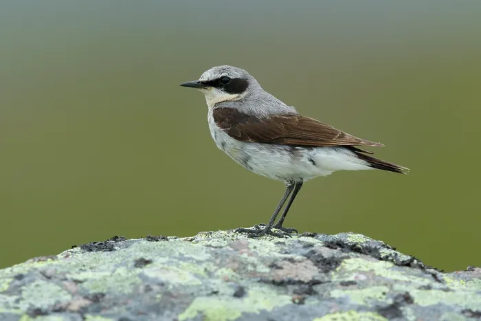 Framed Print : Wheatear (Oenanthe oenanthe) male, perched on lichen-covered rock, Varanger, Norway. July Framed Print : Wheatear (Oenanthe oenanthe) male, perched on lichen-covered rock, Varanger, Norway. July
