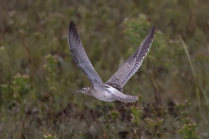 Framed Print : Whimbrel (Numenius phaeopus) in flight, Norfolk, England, UK. September Framed Print : Whimbrel (Numenius phaeopus) in flight, Norfolk, England, UK. September