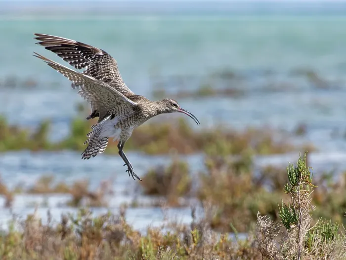 Framed Print : Whimbrel (Numenius phaeopus) migrant bird landing on salt marsh bushes at high tide, Sotavento Lagoon, Fuerteventura, Canary Islands. November Framed Print : Whimbrel (Numenius phaeopus) migrant bird landing on salt marsh bushes at high tide, Sotavento Lagoon, Fuerteventura, Canary Islands. November