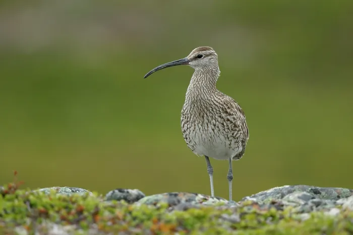 Framed Print : Whimbrel (Numenius phaeopus) perched on a rock, Varanger, Norway. July Framed Print : Whimbrel (Numenius phaeopus) perched on a rock, Varanger, Norway. July