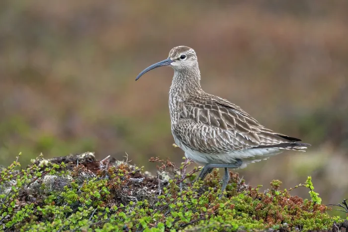 Framed Print : Whimbrel (Numenius phaeopus) portrait, Varanger Peninsula, Finnmark, Norway. June Framed Print : Whimbrel (Numenius phaeopus) portrait, Varanger Peninsula, Finnmark, Norway. June