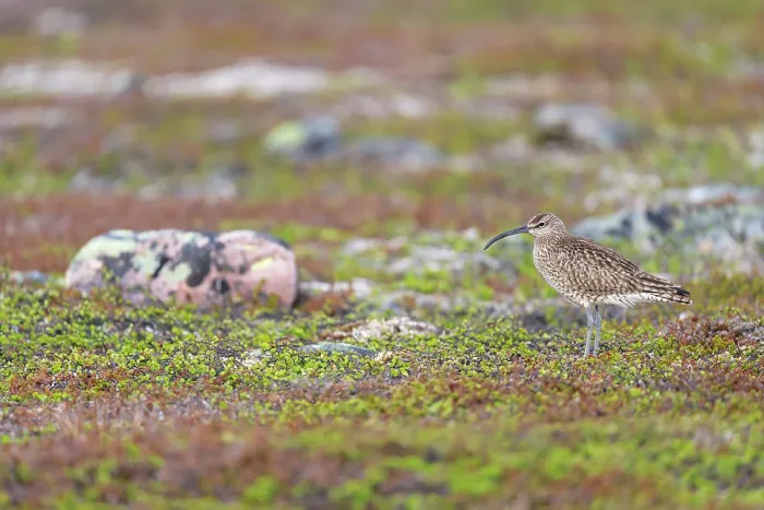 Framed Print : Whimbrel (Numenius phaeopus) standing on stony ground, Varanger Peninsula, Finnmark, Norway. June Framed Print : Whimbrel (Numenius phaeopus) standing on stony ground, Varanger Peninsula, Finnmark, Norway. June