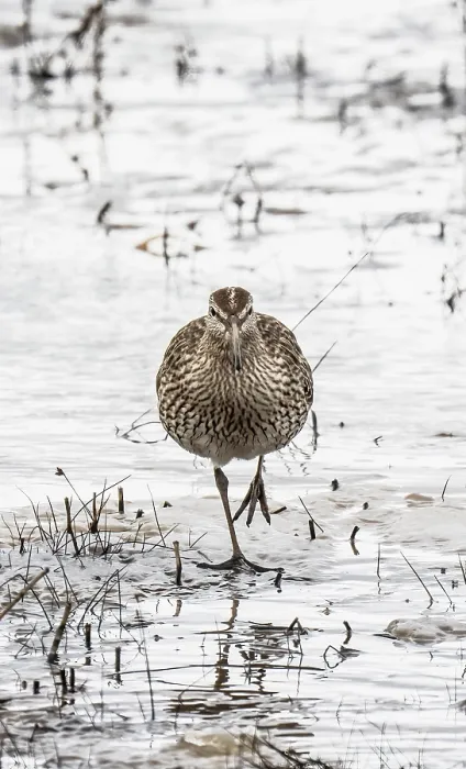 Framed Print : Whimbrel (Numenius phaeopus) walking across icy marshland, Pokka, Lapland, Finland. May Framed Print : Whimbrel (Numenius phaeopus) walking across icy marshland, Pokka, Lapland, Finland. May